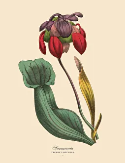Sarracenia or Trumpet Pitcher Plant, Victorian Botanical Illustration Sarracenia or Trumpet Pitcher Plant, Victorian Botanical Illustration