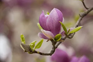 Saucer Magnolia -Magnolia x soulangeana-, flowering, Thuringia, Germany Saucer Magnolia -Magnolia x soulangeana-, flowering, Thuringia, Germany