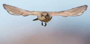 <b class=qtipBold><figcaption>Say's Phoebe</figcaption></b><br>A Say's Pheoebe in flight pose.<br><em>© 2013 Phoo Chan</em> Say's Phoebe