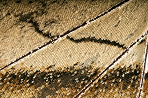 Scales of a butterflys wing of the Meander Prepona -Archaeoprepona meander-, underside of a wing, Tambopata, Peru Scales of a butterflys wing of the Meander Prepona -Archaeoprepona meander-, underside of a wing, Tambopata, Peru