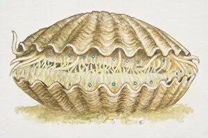 Prehistoric Animals Gallery: Scallop (aviculopecten), extinct species with closed shell, side view