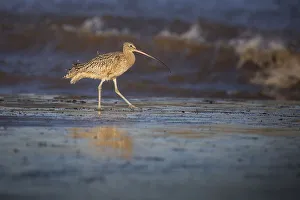 <b class=qtipBold><figcaption>Scanning the Shore</figcaption></b><br>A long-billed curlew scans the beach for some dinner in Moss Landing, California.<br><em>© Chase Dekker Wild-Life Images</em> Scanning the Shore