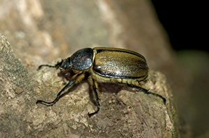 Scarab beetle -Scarabaeidae-, Tandayapa region, Andean cloud forest, Ecuador Scarab beetle -Scarabaeidae-, Tandayapa region, Andean cloud forest, Ecuador