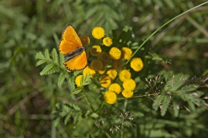 Scarce Copper butterfly -Lycaena virgaureae-, Lueneburg Heath, Lower Saxony, Germany Scarce Copper butterfly -Lycaena virgaureae-, Lueneburg Heath, Lower Saxony, Germany