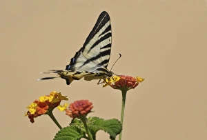Scarce Swallowtail butterfly -Iphiclides podalirius- on Shrub Verbena, Stalida, Stalis Scarce Swallowtail butterfly -Iphiclides podalirius- on Shrub Verbena, Stalida, Stalis