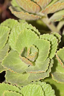 Scaredy Cat plant Coleus Canina keep cats out of your garden