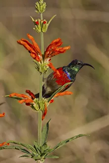 Scarlet-chested sunbird -Nectarinia senegalensis-, Wilderness National Park, South Africa Scarlet-chested sunbird -Nectarinia senegalensis-, Wilderness National Park, South Africa