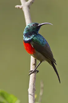 Scarlet-chested sunbird -Nectarinia senegalensis-, Wilderness National Park, South Africa Scarlet-chested sunbird -Nectarinia senegalensis-, Wilderness National Park, South Africa