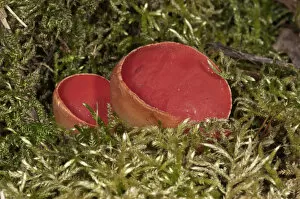 Pezizales Gallery: Scarlet Elf Cup -Sarcoscypha coccinea-, fruit bodies amidst moss, Lauterach, Wolfstal