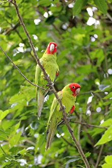 Scarlet-fronted Parakeets -Aratinga wagleri-, pair on tree, captive, native to South Scarlet-fronted Parakeets -Aratinga wagleri-, pair on tree, captive, native to South