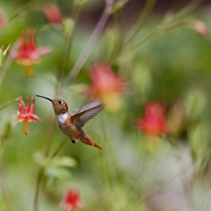 <b class=qtipBold><figcaption>Scarlet Kingdom</figcaption></b><br>An adult Rufous Hummingbird in-flight with Red Colombine Flowers in the background.<br><em>© 2009-2010 Susan Gary</em> Scarlet Kingdom