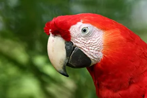 <b class=qtipBold><figcaption>Scarlet macaw</figcaption></b><br><em>© Jim Cumming</em> Scarlet macaw