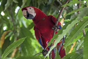 Scarlet macaw (Ara macao), sitting on a branch in a tree, Guanacaste province, Costa Rica Scarlet macaw (Ara macao), sitting on a branch in a tree, Guanacaste province, Costa Rica