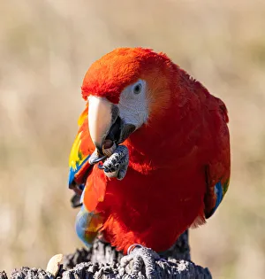Scarlet Macaw sitting and eating a fresh nut Scarlet Macaw sitting and eating a fresh nut