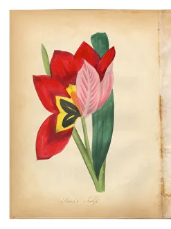 Scarlet Tulip Victorian Botanical Illustration Scarlet Tulip Victorian Botanical Illustration
