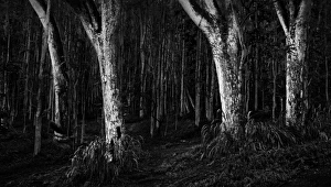 Scary dark forest Scary dark forest