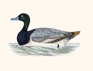 <b class=qtipBold><figcaption>Scaup Duck Waterfowl bird</figcaption></b><br>A photograph of an original hand-colored engraving from The History of British Birds by Morris published in 1853-1891.<br><em>© mashuk</em> Scaup Duck Waterfowl bird