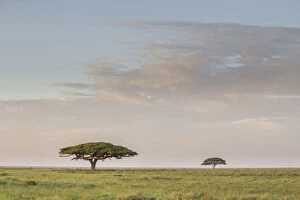 Scenic umbrella trees on the Serengeti Plains with great migration in the background, Ngorongoro Conservation Area