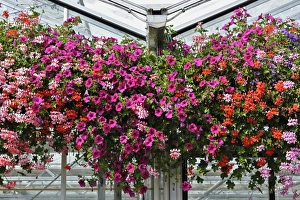 Scented Geraniums or Storksbills (Pelargonium) and Petunias (Petunia), Munich, Bavaria Scented Geraniums or Storksbills (Pelargonium) and Petunias (Petunia), Munich, Bavaria