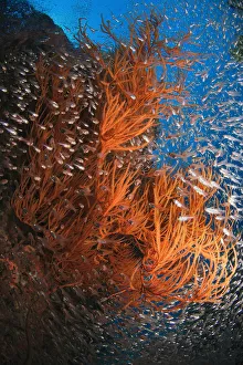 <b class=qtipBold><figcaption>School of fish undersea</figcaption></b><br>School of fish undersea, Russia.<br><em>© Andrey Narchuk</em> School of fish undersea