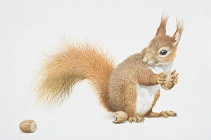 Sciurus vulgaris, Red Squirrel holding nut Sciurus vulgaris, Red Squirrel holding nut