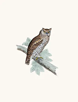 <b class=qtipBold><figcaption>Scope-eared owl</figcaption></b><br>A photograph of an original hand-colored engraving from The History of British Birds by Morris published in 1853-1891.<br><em>© mashuk</em> Scope-eared owl