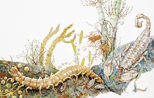 Scorpion and venomous centipede in natural habitat Scorpion and venomous centipede in natural habitat