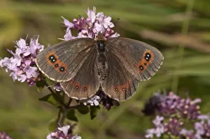 Scotch Argus butterfly -Erebia aethiops- on thyme, Neresheim, Baden-Wuerttemberg, Germany Scotch Argus butterfly -Erebia aethiops- on thyme, Neresheim, Baden-Wuerttemberg, Germany