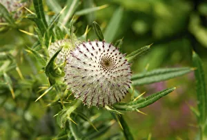 Scotch Thistle or Cotton Thistle -Onopordum acanthium-, Switzerland, Europe Scotch Thistle or Cotton Thistle -Onopordum acanthium-, Switzerland, Europe