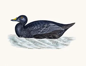 <b class=qtipBold><figcaption>Scoter Duck Waterfowl bird</figcaption></b><br>A photograph of an original hand-colored engraving from The History of British Birds by Morris published in 1853-1891.<br><em>© mashuk</em> Scoter Duck Waterfowl bird