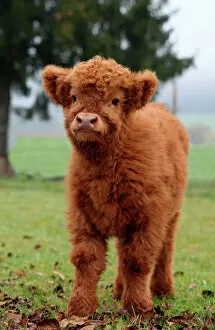 Scottish Highland cattle -Bos primigenius f. taurus- calf, Allgaeu, Bavaria, Germany, Europe