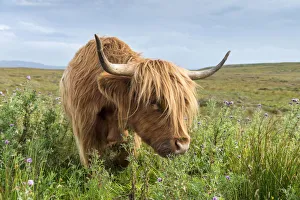 Scottish Highland Cattle or Kyloe grazing on thistle flowers, northern Scotland, Scotland Scottish Highland Cattle or Kyloe grazing on thistle flowers, northern Scotland, Scotland