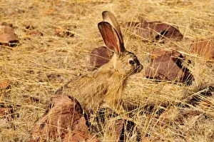 Scrub Hare (Lepus saxatilis), Mik Mountains, Damaraland, Namibia, Africa Scrub Hare (Lepus saxatilis), Mik Mountains, Damaraland, Namibia, Africa