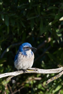 <b class=qtipBold><figcaption>Scrub Jay</figcaption></b><br>Scrub Jay perching on branch of tree.<br><em>© Phoo Chan</em> Scrub Jay