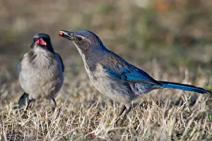 <b class=qtipBold><figcaption>Scrub Jay</figcaption></b><br>Scrub Jay on grass.<br><em>© Phoo Chan</em> Scrub Jay