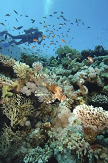 Scuba diver swimming above colourful coral reef, school of fish swimming past Scuba diver swimming above colourful coral reef, school of fish swimming past