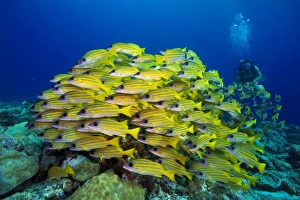 Scuba diver watching a school of Bluestripe Snappers -Lutjanus kasmira-, Palau Scuba diver watching a school of Bluestripe Snappers -Lutjanus kasmira-, Palau