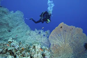 Scuba diver, young woman, swimming in front of coral reef, orange fish in foreground Scuba diver, young woman, swimming in front of coral reef, orange fish in foreground