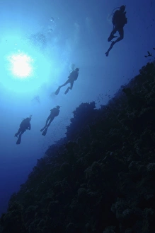 Four scuba divers swimming above coral reef, sun shining through surface of water Four scuba divers swimming above coral reef, sun shining through surface of water