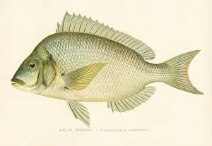 S Gallery: Scup Collection