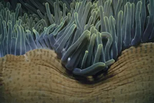 <b class=qtipBold><figcaption>Sea Anemone</figcaption></b><br>Jeff Rotman Underwater Photography, a0106-000152 Sea Anemone