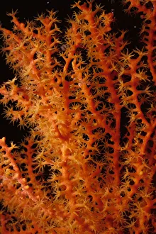 <b class=qtipBold><figcaption>Sea Fan</figcaption></b><br>Jeff Rotman Underwater Photography, 6395-000187 Sea Fan