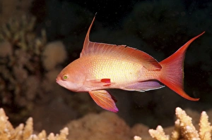 Sea goldie, Jevel fairy basslet -Pseudanthias squamipinnis-, Red Sea, Egypt, Africa Sea goldie, Jevel fairy basslet -Pseudanthias squamipinnis-, Red Sea, Egypt, Africa