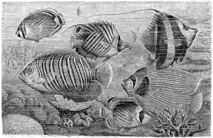 The sea goldie (Pseudanthias squamipinnis) The sea goldie (Pseudanthias squamipinnis)