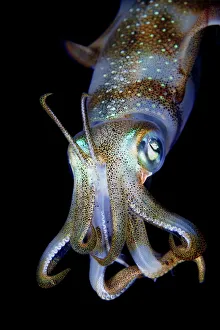 <b class=qtipBold><figcaption>Sea Jewel</figcaption></b><br>Reef squid portrait. Night dive. Underwater. Wildlife.<br><em>© Andrey Narchuk</em> Sea Jewel
