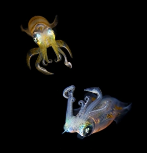 <b class=qtipBold><figcaption>Sea jewels</figcaption></b><br>Reef squids dancing at night. Indonesia. Underwater close-up.<br><em>© Andrey Narchuk</em> Sea jewels