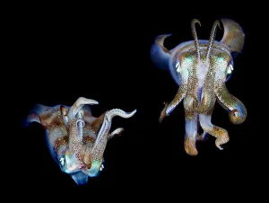 <b class=qtipBold><figcaption>Sea jewels</figcaption></b><br>Pair of reef squids.Red Sea. Egypt Dahab.Underwater.<br><em>© Andrey Narchuk</em> Sea jewels