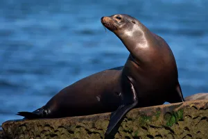 Sea Lion on rock wall, La Jolla, California, USA Sea Lion on rock wall, La Jolla, California, USA