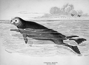 <b class=qtipBold><figcaption>Sea Otter</figcaption></b><br>circa 1850: The Enhydra Marina or sea otter, Original Artwork: Engraving by Lizare, from a drawing by Colonel Smith. (Photo by Hulton Archive/Getty Images) Sea Otter