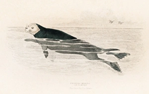 <b class=qtipBold><figcaption>The sea otter engraving 1855</figcaption></b><br><em>© Roberto A Sanchez</em> The sea otter engraving 1855